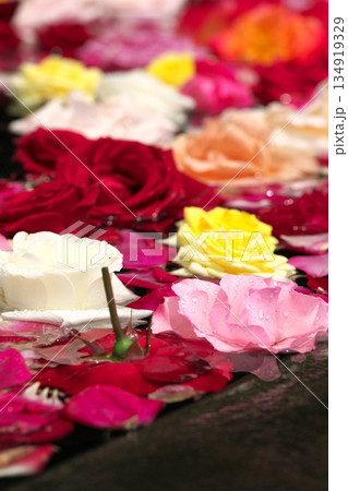 初夏に咲く色とりどりのバラ‗250608_004 初夏に咲く色とりどりのバラ‗250608_004 134919329