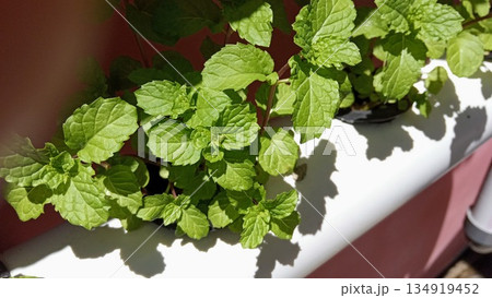 Fresh Green Mint Leaves Growing in Hydroponic PVC Pipe System, Sustainable Urban Gardening Concept Fresh Green Mint Leaves Growing in Hydroponic PVC Pipe System, Sustainable Urban Gardening Concept 134919452