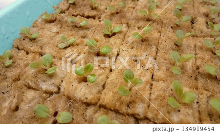 Red Lettuce Seedlings Sprouting in Hydroponic Rockwool Cubes 134919454