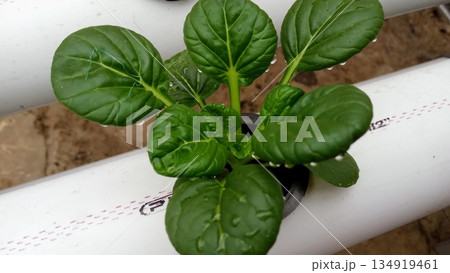 Close-Up of Fresh Green Pagoda Mustard or Tatsoi in Hydroponic System 134919461