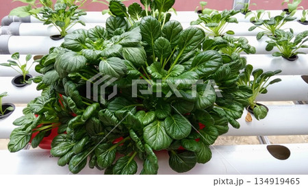 Diverse Hydroponic Leafy Vegetable Garden with Tatsoi and Seedlings Diverse Hydroponic Leafy Vegetable Garden with Tatsoi and Seedlings 134919465