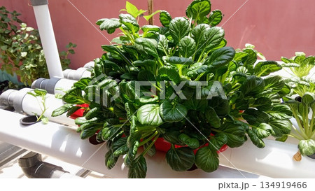 Large Mature Tatsoi Plant in Red Container Hydroponic System 134919466