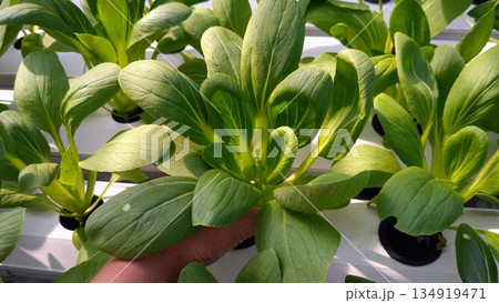 Hand Holding Freshly Grown Pak Choi in Hydroponic System 134919471