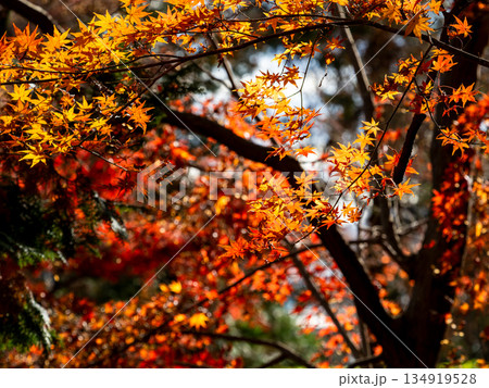 秋晴れに映える鮮やかに色づいた紅葉 134919528