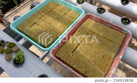 Preparing Seedling Trays for Transplant into Hydroponic Pipe System Preparing Seedling Trays for Transplant into Hydroponic Pipe System 134919656