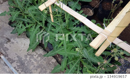 Tempuyung Sonchus Arvensis Medicinal Herb Growing in Polybags for Herbal Medicine Tempuyung Sonchus Arvensis Medicinal Herb Growing in Polybags for Herbal Medicine 134919657