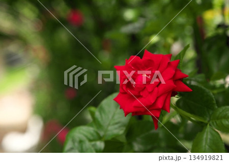 初夏に咲く色とりどりのバラ‗250608_114 134919821