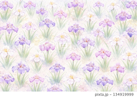 背景素材　花　ハナショウブ　花菖蒲 134919999