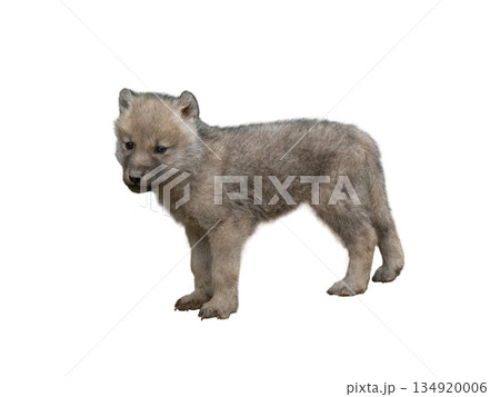 little wolf isolated on white background little wolf isolated on white background 134920006