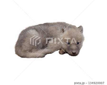 little wolf  isolated on white background 134920007
