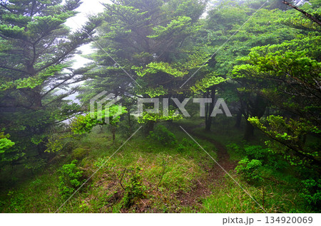 愛鷹山塊の越前岳　山霧の森　西尾根の登山道 134920069