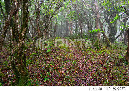 愛鷹山塊の越前岳　山霧の森　西尾根の登山道 134920072