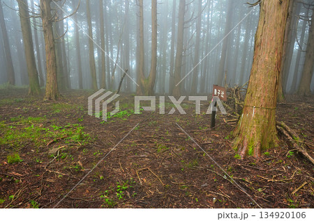 愛鷹山塊の高場所尾根 山霧の勢子辻千束上分岐 愛鷹山塊の高場所尾根 山霧の勢子辻千束上分岐 134920106