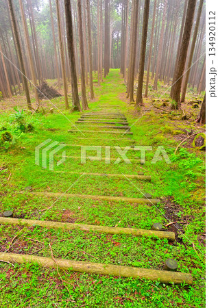 愛鷹山塊 富士ひのきの森 緑の遊歩道 愛鷹山塊 富士ひのきの森 緑の遊歩道 134920112