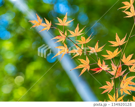 竹林と鮮やか紅葉の景色 竹林と鮮やか紅葉の景色 134920128