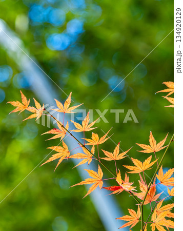 竹林と鮮やか紅葉の景色 134920129