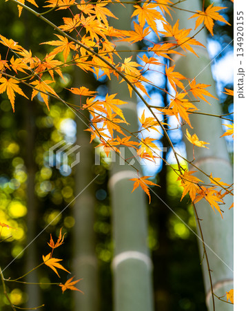 竹林と鮮やか紅葉の景色 134920155