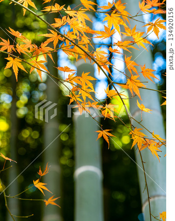 竹林と鮮やか紅葉の景色 134920156