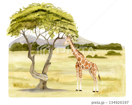 Hand drawn watercolor illustration of a giraffe beside an acacia tree with African savanna landscape 134920197