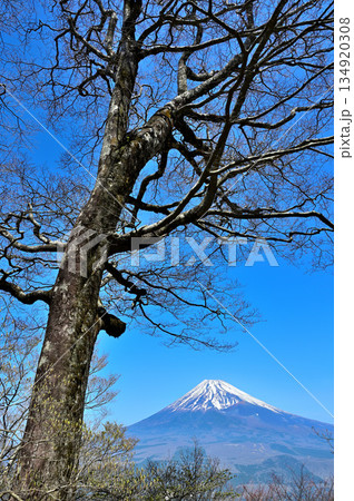 愛鷹山塊の越前岳 早春の森に聳える富士山 愛鷹山塊の越前岳 早春の森に聳える富士山 134920308