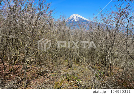 愛鷹山塊の越前岳　富士見台に咲くマメザクラに富士山 134920311