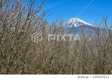 愛鷹山塊の越前岳　富士見台に咲くマメザクラに富士山 134920312