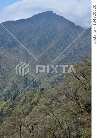 愛鷹山塊の越前岳 春の北白ガレンより望む位牌岳 愛鷹山塊の越前岳 春の北白ガレンより望む位牌岳 134920320