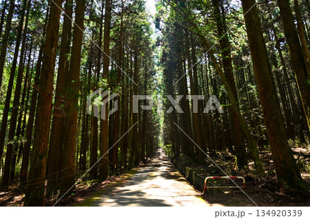 愛鷹山塊の越前岳 大沢入林道の杉林 愛鷹山塊の越前岳 大沢入林道の杉林 134920339