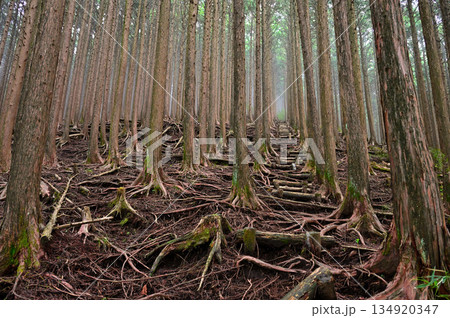 愛鷹山塊の越前岳　西尾根のヒノキ林を登る登山道 134920347
