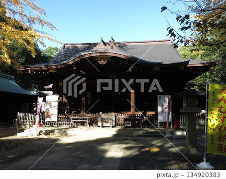 イチョウの黄葉が美しい秋の渋谷氷川神社 イチョウの黄葉が美しい秋の渋谷氷川神社 134920383