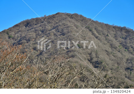 愛鷹山塊の蓬莱岳(蓬莱山) 天狗の畑展望地より望む早春の越前岳 愛鷹山塊の蓬莱岳(蓬莱山) 天狗の畑展望地より望む早春の越前岳 134920424