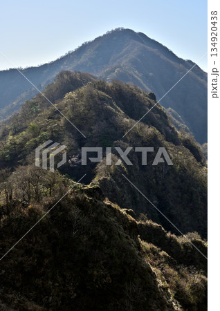 愛鷹山塊の蓬莱岳（蓬莱山）より　早春の鋸岳から位牌岳の稜線 134920438