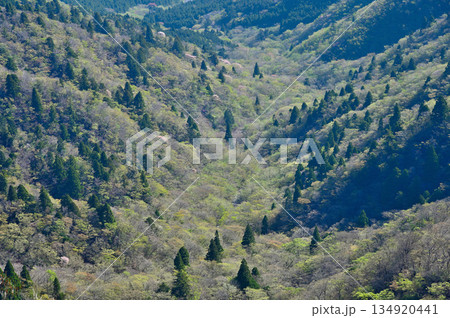 愛鷹山塊の蓬莱岳（蓬莱山）山頂より　点在する山地の新緑 134920441