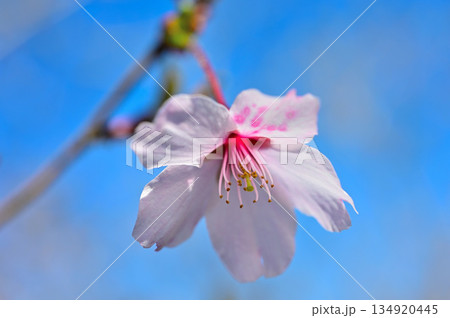 愛鷹山塊の蓬莱岳(蓬莱山) マメザクラ 愛鷹山塊の蓬莱岳(蓬莱山) マメザクラ 134920445