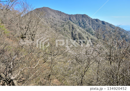 愛鷹山塊　マメザクラ咲く春の呼子岳より望む越前岳 134920452