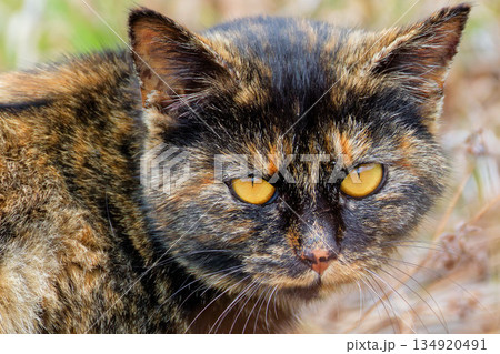 見つめる野良のサビ猫 134920491