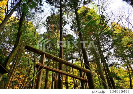 愛鷹山塊の越前岳 山神社の鳥居と杉の森 愛鷹山塊の越前岳 山神社の鳥居と杉の森 134920495