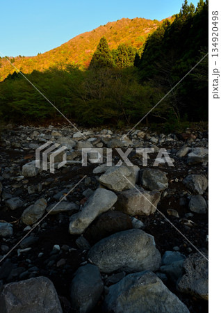 愛鷹山塊の越前岳　朝焼けに染まる越前岳に涸沢の大沢 134920498