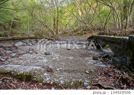 愛鷹山塊の越前岳　大沢ルートの大沢橋 134920500