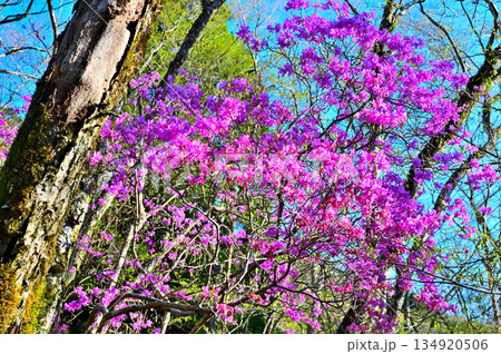 愛鷹山塊の越前岳　大沢ルートに咲くミツバツツジ 134920506