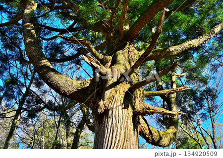 愛鷹山塊の越前岳　大沢ルートの大杉の御神木 134920509