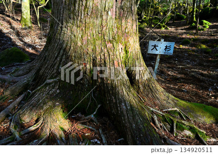 愛鷹山塊の越前岳 大沢ルートの大杉の御神木 愛鷹山塊の越前岳 大沢ルートの大杉の御神木 134920511
