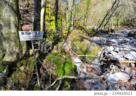 愛鷹山塊の越前岳　新緑の大沢ルートの割石峠に至る道 134920521