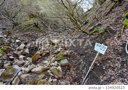 愛鷹山塊の越前岳 涸沢の大沢ルートの割石峠に至る道 愛鷹山塊の越前岳 涸沢の大沢ルートの割石峠に至る道 134920523