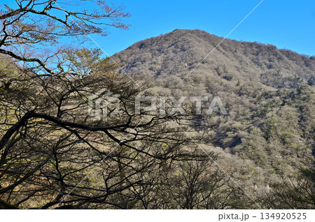 愛鷹山塊　割石峠付近より望む春の越前岳 134920525
