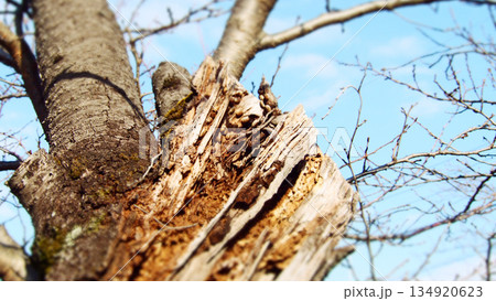 腐って傷んでしまった桜の幹 134920623