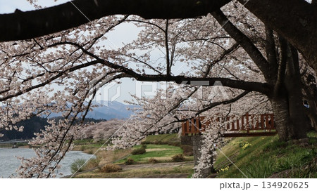 桜のある風景 桧木内川堤ソメイヨシノ 桜のある風景 桧木内川堤ソメイヨシノ 134920625