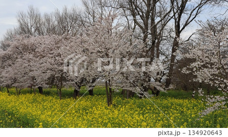 桜並木と菜の花ロード　大潟村 134920643