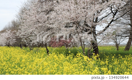 桜並木と菜の花ロード 大潟村 桜並木と菜の花ロード 大潟村 134920644