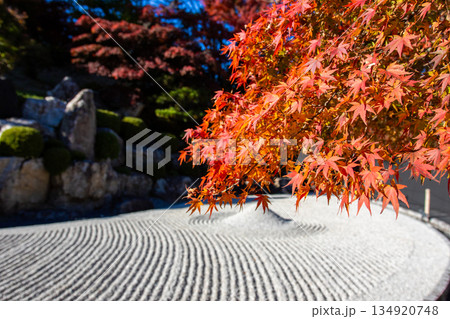 秋の群馬県・宝徳寺で見た真っ赤な紅葉 134920748
